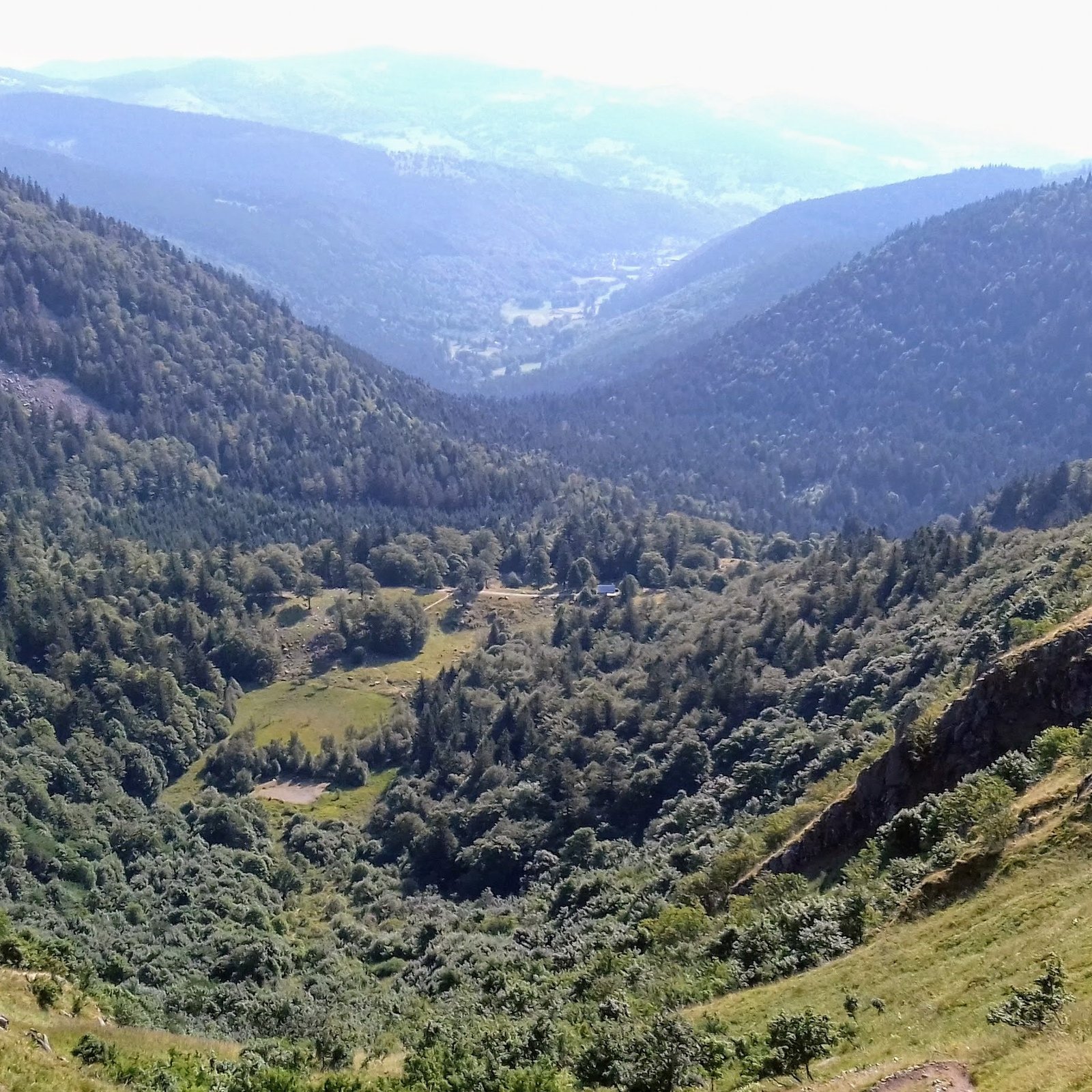 La vallée vosgienne boisée