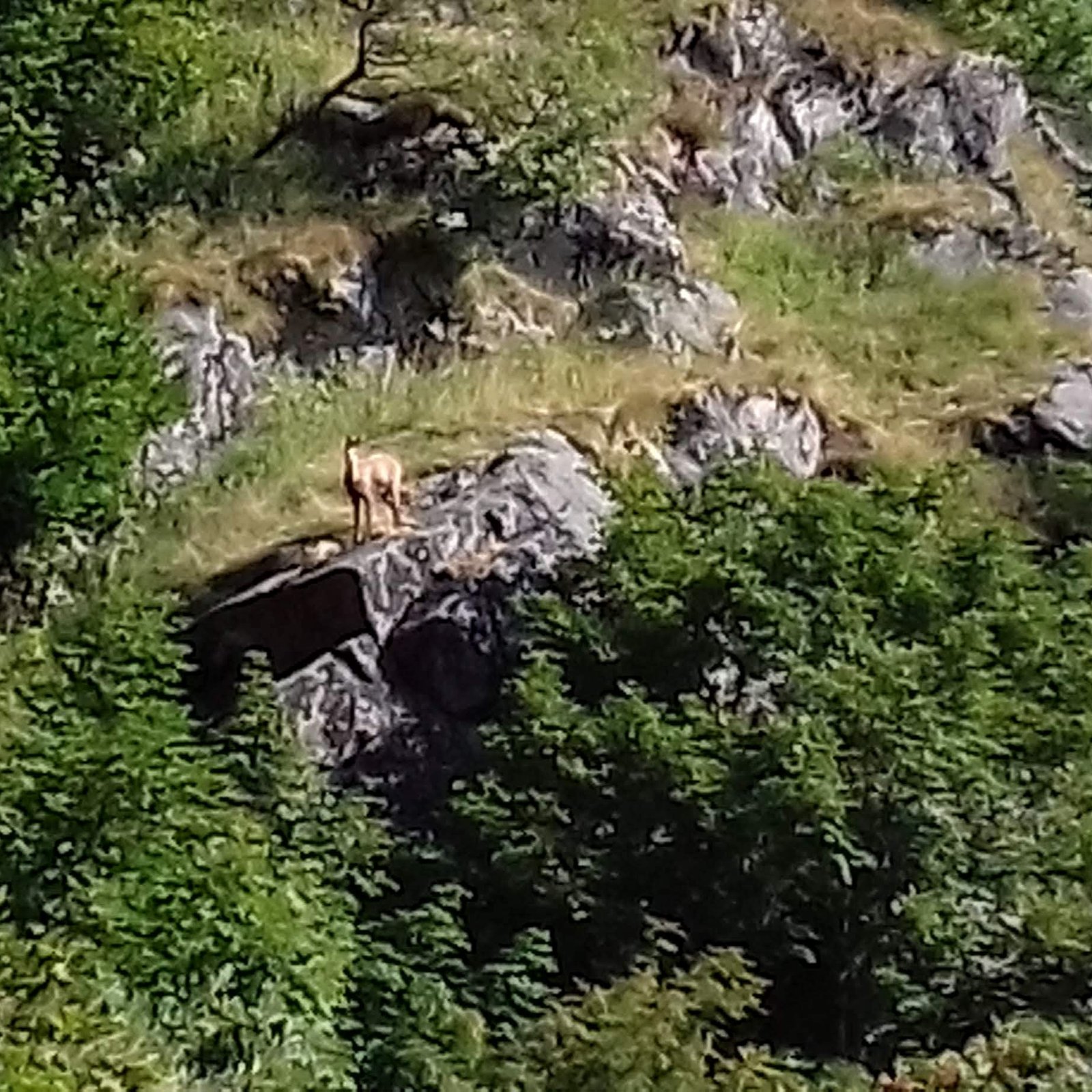 Un chamois croisé sur les hauteurs des Vosges